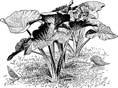 复古插画植物黑色白色球茎插图艺术热带淀粉叶子雕刻图片
