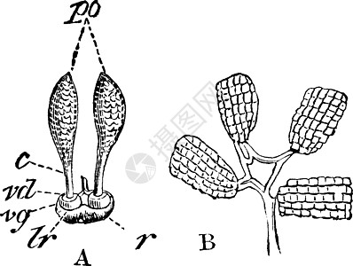 兰花古代插图的花粉图片