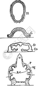 复古插图雕刻叶属艺术绘画白色囊胚黑色鞭毛图片