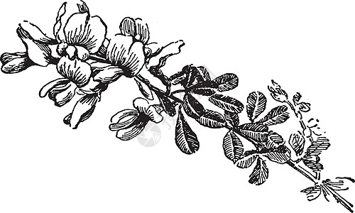 古典插图树叶艺术灌木传单白色黑色雕刻绘画图片