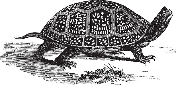 黑盒乌龟 古董插图图片