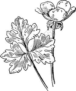 球茎毛茛复古插画艺术插图雕刻草原树叶黑色黄色白色绘画植物图片