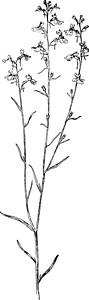 蓝色 蟾蜍 亚麻 Linaria Canadensis Figwort 家庭 Scrophul图片