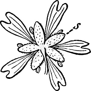 点头繁缕复古插画白色植物艺术年度插图雕刻绘画黑色图片