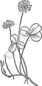 白色的Clover 古董插图艺术树叶椭圆形雕刻三叶草绘画黑色图片