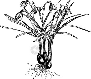 古董插图植物草本艺术黑色白色雕刻花瓣花朵绘画图片