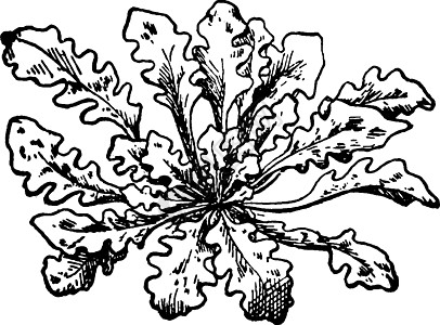 狂野的克里夫-剑桥古典插图图片