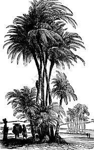 下幼发拉底的棕榈日期 古代插图图片