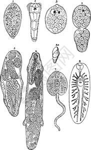 肝吸虫阶段复古插图图片