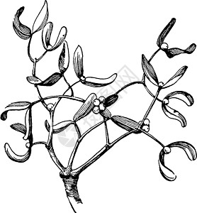 槲寄生复古插画雕刻血管白色黑色绘画插图植物艺术图片