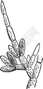Antheridia 复古插画雕刻植物白色插图黑色艺术植物学绘画图片