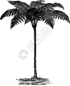 陈年插图白色植物雕刻黑色寡果树叶艺术稻草绘画图片