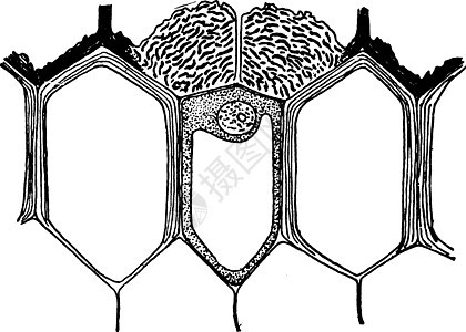 古董插图绘画黑色细胞外皮解剖学雕刻艺术植物白色图片