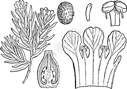 开花的 Pixiemoss 复古插画图片