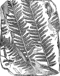 化石树的风味古迹插图图片