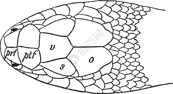 古董插图雕刻黑色白色绘画艺术图片