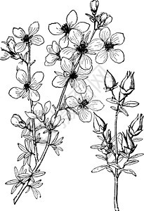古代插图黑色树叶花瓣艺术白色雕刻绘画植物图片