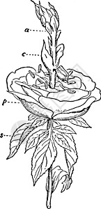 百年玫瑰古代插图图片