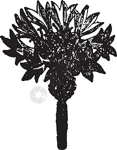矢车菊青青雕刻绘画植物插图黑色菊科艺术白色玉米地图片