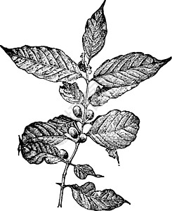 咖啡阿拉比卡复古插画热带花朵树叶世界家庭雕刻黑色插图白色艺术图片