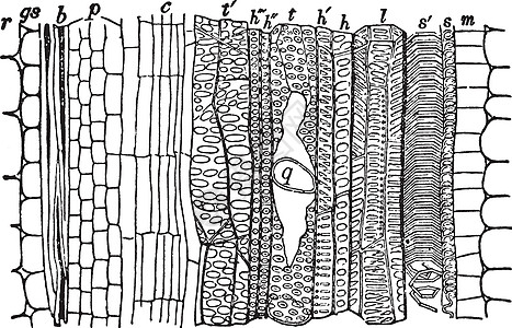 纤维血管束复古插画雕刻螺旋阶梯形绘画黑色薄壁艺术木头进站细胞图片
