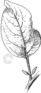 Apple Leaf 年刊插图植物家庭绘画叶子玫瑰仁质水果雕刻艺术黑色图片