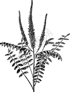 复古插画花朵靛青绘画沙漠豆类黑色植物插图树叶白色图片
