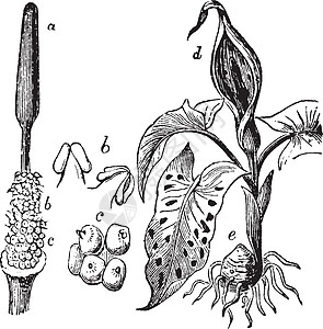 Acraceae 古董插图图片