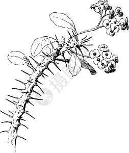 大戟芨芨草复古插图图片