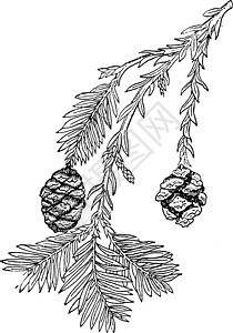 古典插图雕刻针叶白色黑色艺术绘画红杉红木背景图片