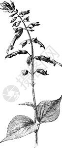 丹参芨芨草复古插图绘画植物树叶白色艺术雕刻黑色图片