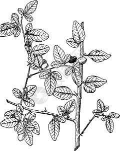 Triphasia Trifolia 灌木 生长 多余 六 脚 特色图片