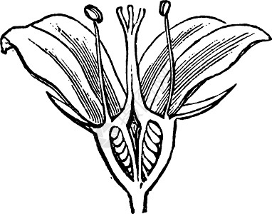英国山茱萸复古插画图片