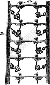 Annelid的 古董插图图片