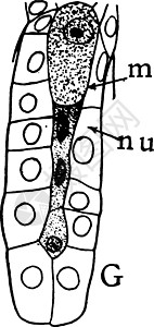 Megaspore 形成阶段7年级插图图片