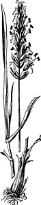 香春草复古插画白色黑色插图艺术雕刻绘画植物图片