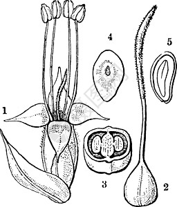 Ribwort 车前草复古插画图片