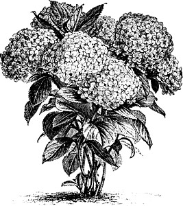 古老的插图黑色绣球花白色花朵绘画艺术雕刻图片
