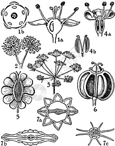 Araliaceae和古典插图的订单图片