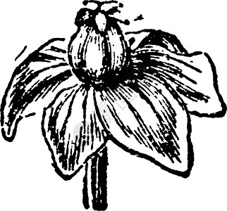 花女性复古插画浆果绘画小球菌雕刻尔塔艺术白色黑色插图植物图片