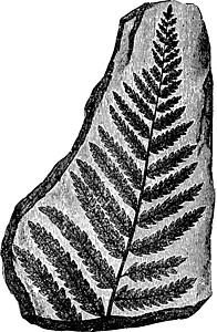 页码古代图示插图叶子艺术白色黑色绘画石头图片