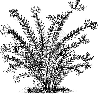 复古插画树叶艺术植物插图蕨类花朵绘画雕刻白色黑色图片