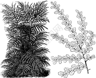 Azara微植物古代插图的Habit和Foliage图片