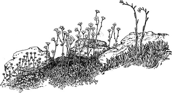 沙西弗拉加斯花园古代插图图片