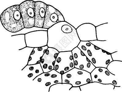复古插图解剖学植物雕刻白色艺术黑色菜豆水螅绘画细胞图片