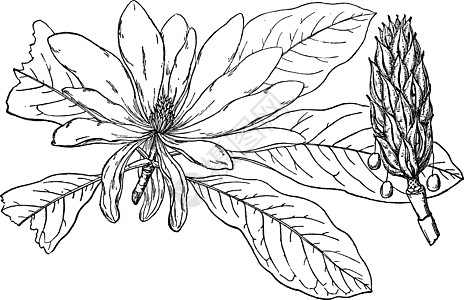 伞状马格诺利亚古代插图的分支图片