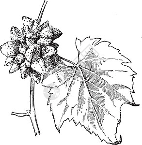 胆汁复古插图黑色绘画艺术生长豆荚雕刻白色植物种子图片