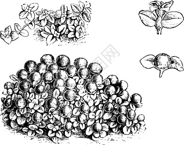 珠厂复古插画图片