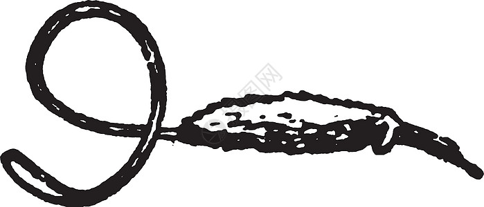常见的扫帚复古插画绘画加厚龙骨螺旋插图艺术雕刻黑色白色图片