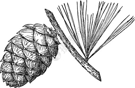 白皮松松果复古插画背景图片